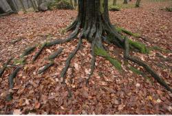 Photo Textures of Roots